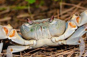 Close-up crab by the stream. photo