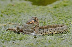 Natrix tesellata. snake hunting frogs in water photo