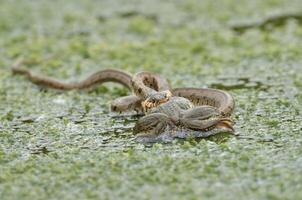 Water snake hunting frogs in a lake. photo