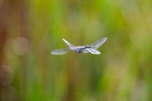 Dragonfly migrant hawker. Aeshna mixta in flight. photo