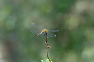 Dragonfly on plant branch. Green blurred background. photo