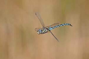 Dragonfly migrant hawker. Aeshna mixta in flight. photo