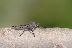 Close-up of a hairy robber fly, Asilinae perched on the trunk of a tree. photo