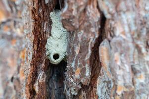 Wild bee nest made of mud between tree bark. photo