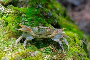 A crab on the moss by the stream in the woods. photo
