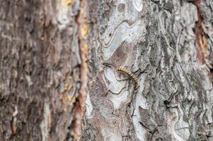 Tree bark patterns and a hairy caterpillar on it. photo