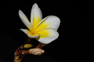 Plumeria, common name frangipani is a genus of flowering plants in the dogbane family, Apocynaceae. photo
