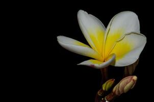 Plumeria, common name frangipani is a genus of flowering plants in the dogbane family, Apocynaceae. photo