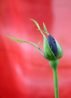 Dark red rose in bud on a red background. photo