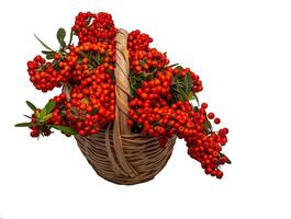 Firethorn berries in basket, isolated on white ground. photo
