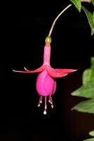 Red-Purple Fuchsia hybrids flower. Fuchsia or hardy fuchsia flower .bloom in the garden photo