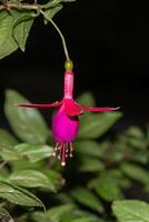 Red-Purple Fuchsia hybrids flower. Fuchsia or hardy fuchsia flower .bloom in the garden photo