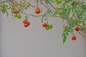 Cherry red and green tomatoes in the garden in autumn. photo