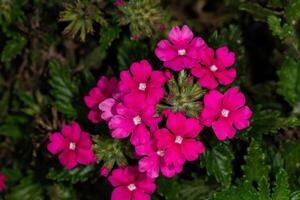 Inflorescence of red verbena flowers, view from the top. Red flowers close-up. photo