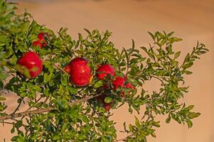 Red pomegranate on a tree branch. photo