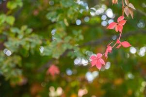 Beautiful, shallow depth of field, red leaves on branch in autumn background. Copy field photo