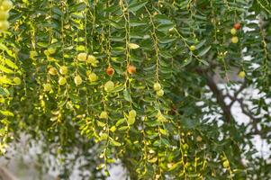 jujube fruits on a tree on a background of green leaves photo