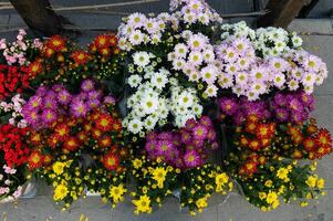 Flowers in different colored pots in a flower shop. photo