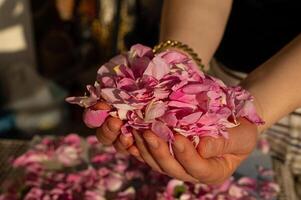 Pink roses in the palm of a woman's hand, collected for extracting water and oil. Isparta, Turkey. photo
