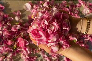 Pink roses in the palm of a woman's hand, collected for extracting water and oil. Isparta, Turkey. photo