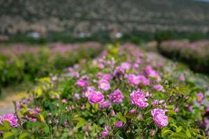 Pink-coloured rose garden. The famous Isparta rose in Turkey. photo