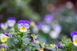 Pansies flower on a green lawn background with copy space. photo