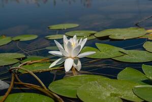 Beautiful White Lotus flower with green leaves in the pond. photo