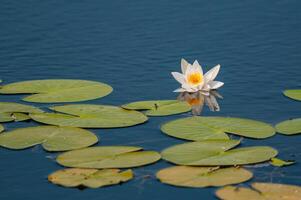 Beautiful White Lotus flower with green leaves in the pond. photo
