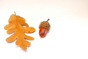 Dry acorns and leaves isolated on a white background. photo