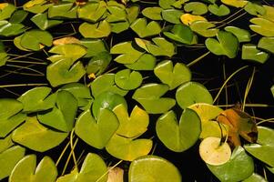White coloured lotus flower petals in the lake. Denizli, Turkey. photo