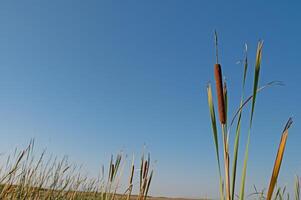 Brown cattails Typha latifolia at the water's edge photo