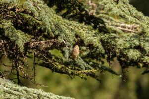 Cedrus libani, commonly known as Cedar of Lebanon, is a species of cedar. Full full frame picture. Lush green foliage and rows and rows of large brown cones. Natural background. photo