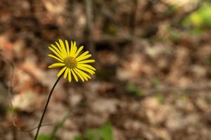 large and small yellow flowers and background photos. Doronicum orientale - leopard's bane, yellow daisy spring flower photo