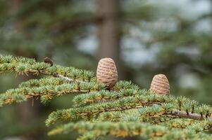 Cedrus libani, commonly known as Cedar of Lebanon, is a species of cedar. Full full frame picture. Lush green foliage and rows and rows of large brown cones. Natural background. photo