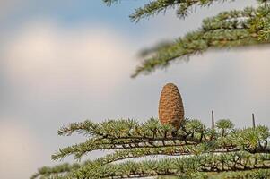 Cedrus libani, commonly known as Cedar of Lebanon, is a species of cedar. Full full frame picture. Lush green foliage and rows and rows of large brown cones. Natural background. photo