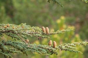 Cedrus libani, commonly known as Cedar of Lebanon, is a species of cedar. Full full frame picture. Lush green foliage and rows and rows of large brown cones. Natural background. photo