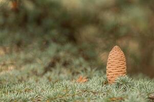Cedrus libani, commonly known as Cedar of Lebanon, is a species of cedar. Full full frame picture. Lush green foliage and rows and rows of large brown cones. Natural background. photo
