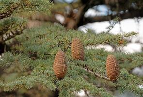 Cedrus libani, commonly known as Cedar of Lebanon, is a species of cedar. Full full frame picture. Lush green foliage and rows and rows of large brown cones. Natural background. photo