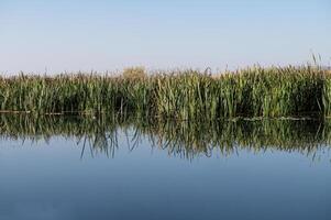 Reed plants in the wetland and their reflection in the water. photo