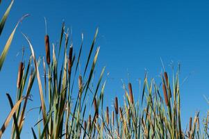 Brown cattails Typha latifolia at the water's edge photo