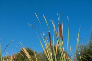 Brown cattails Typha latifolia at the water's edge photo