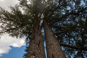 View of a cedar tree towards the sky. photo