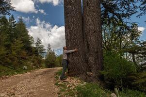 The man hugging the cedar tree. photo