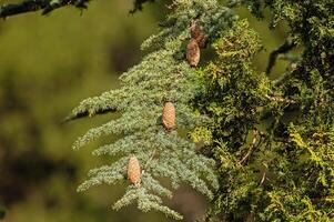 Cedrus libani, commonly known as Cedar of Lebanon, is a species of cedar. Full full frame picture. Lush green foliage and rows and rows of large brown cones. Natural background. photo