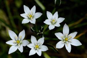 Ornithogalum umbellatum also known as the garden star ofBethlehem, grass lily a perennial bulbous flowering plant. photo