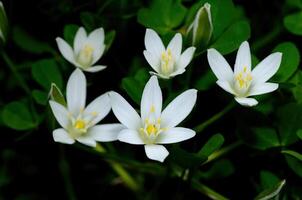 Ornithogalum umbellatum also known as the garden star ofBethlehem, grass lily a perennial bulbous flowering plant. photo