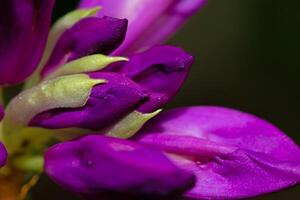 Close-up of a beautiful common Rhododendron, Rhododendron ponticum flower with dew droplets on petals photo