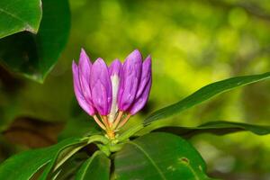 Close-up of a beautiful common Rhododendron, Rhododendron ponticum flower with dew droplets on petals photo