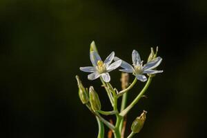 Ornithogalum flowers. beautiful bloom in the spring garden. Many white flowers of Ornithogalum. Ornithogalum umbellatum grass lily in bloom, small ornamental and wild white flowering photo