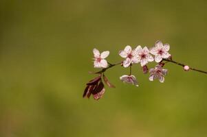 Fruit tree branch blooming in spring. Gradient background. photo